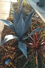 Blue century plant for sale  Tulare