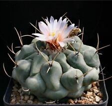 thelocactus for sale  Shipping to South Africa