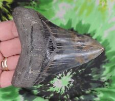 Megalodon Sharks Tooth 4 1/4" inch NO RESTORATIONS fossil sharks teeth tooth for sale  Shipping to South Africa