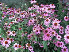 Sonnenhut echinacea purpurea gebraucht kaufen  Westerstede