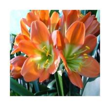 Clivia bronze green for sale  Shipping to Ireland