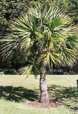 Sabal palmen schnellwüchsige gebraucht kaufen  Kaiserslautern-Erlenbach