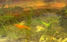 Crevettes aquarium orange d'occasion  Montpellier-