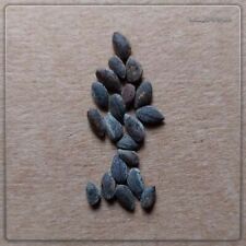 Seeds pinus halepensis for sale  Shipping to Ireland