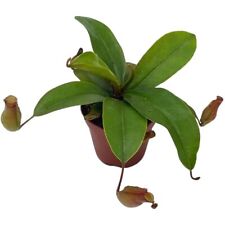 Winged pitcher plant for sale  Apopka