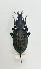 Entomology Taxidermy: Coptolabrus Augustus Yignigenus. China A1-.1995 for sale  Shipping to South Africa