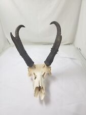 Pronghorn antelope skull for sale  Las Vegas