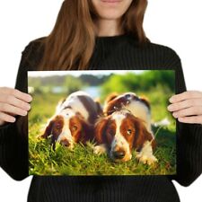 Welsh springer spaniel for sale  Shipping to Ireland