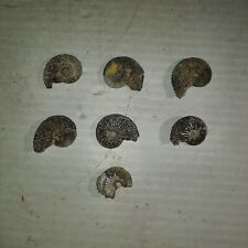 Lot ammonite fossils d'occasion  Expédié en Belgium