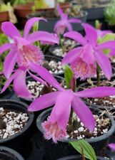 Mixed pleione orchids for sale  STANLEY