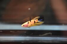 Betta fish yellow for sale  Oracle