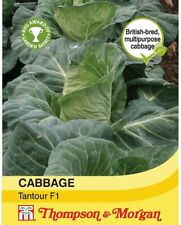 Cabbage seeds vegetable for sale  IPSWICH