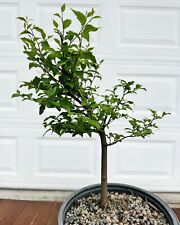 Dogwood tree bonsai for sale  Arlington