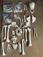 Disarticulated human skeleton for sale  Huntington Station