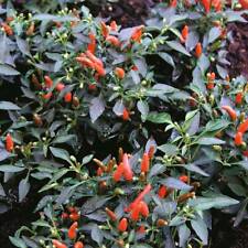 Chilli pepper seeds for sale  IPSWICH