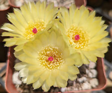Notocactus securituberculatus  for sale  Tucson