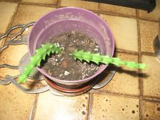 Plante orbéa variegata d'occasion  Aire-sur-la-Lys