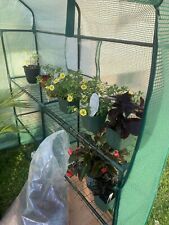 Shelves tiers greenhouse for sale  Endicott