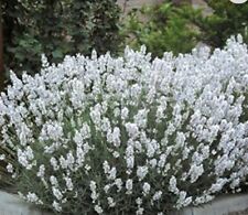 White lavender beautiful for sale  ST. IVES