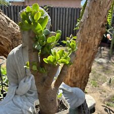 One plant crassula for sale  Van Nuys