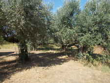 albero olivo usato  Cecina
