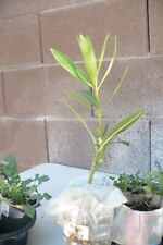 Misc color oleander for sale  Las Vegas
