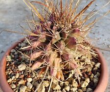 Ferobergia, Aztekium, Ariocarpus, Mammillaria, Echinocactus, Pelecyphora, Lobivia for sale  Shipping to South Africa