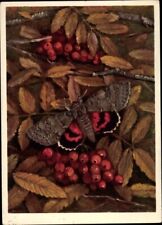 Artist Postcard Noctuidae, Catocala Nupta L., Red Ribbon - 10282477 for sale  Shipping to South Africa