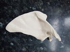 Medical scapula model for sale  CAMBRIDGE