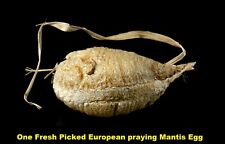 European praying mantis for sale  Shipping to Ireland
