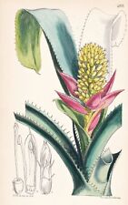 Used, Aechmea Mucroniflora Botany Flower Botany Lithograph Lithograph Curtis 4832 for sale  Shipping to South Africa