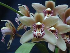 Orchids cymbidium masrudel for sale  Sebastopol