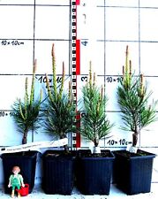 Pinus sylv argentea gebraucht kaufen  Bad Bergzabern