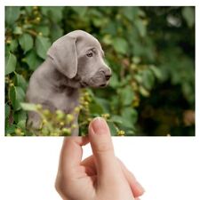 Photograph 6x4 weimaraner for sale  SELBY