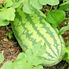 Congo watermelon seeds for sale  Wichita