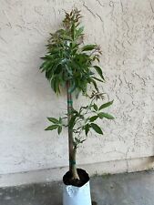 white sapote tree for sale  Carlsbad
