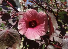 Pack cranberry hibiscus for sale  Dunn