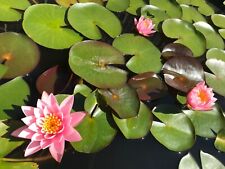 Water lily pink for sale  Cleveland