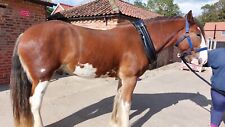 Show collor horse for sale  Shipping to Ireland