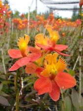 Epidendrum hybrid orchid for sale  San Francisco