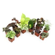 12 house indoor plants for sale  Brentwood