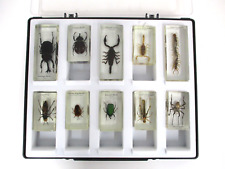 Real bugs insects for sale  LETCHWORTH GARDEN CITY