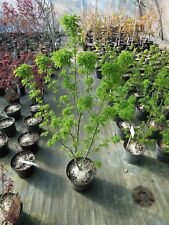 Acer palmatum shishigashira gebraucht kaufen  Dillingen a.d.Donau