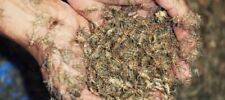 Live banded crickets for sale  Casselberry