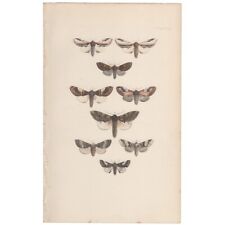 Morris moths antique for sale  Chicago