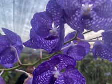 Vanda coerulea blue for sale  Shipping to Ireland