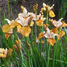 Iris siberica ginger for sale  HAILSHAM