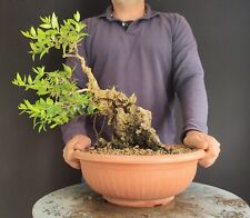 Pre bonsai mirto usato  San Pancrazio Salentino