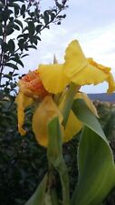 Canna lily plant for sale  FLINT