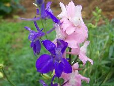 200 graines delphinium d'occasion  Salbris